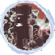 Essential Oil Blend Roller